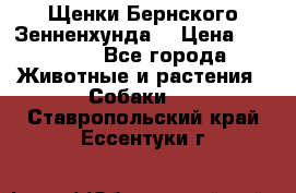 Щенки Бернского Зенненхунда  › Цена ­ 40 000 - Все города Животные и растения » Собаки   . Ставропольский край,Ессентуки г.